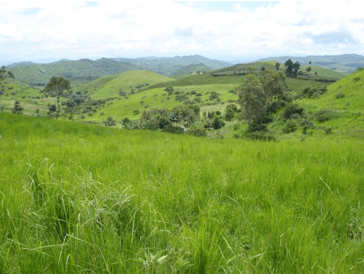 Green hills